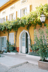 Fototapeta na wymiar Grapevine winds along the yellow facade of an ancient villa