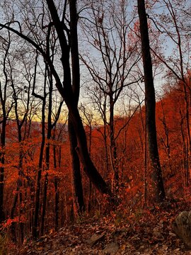 sunset in the forest 