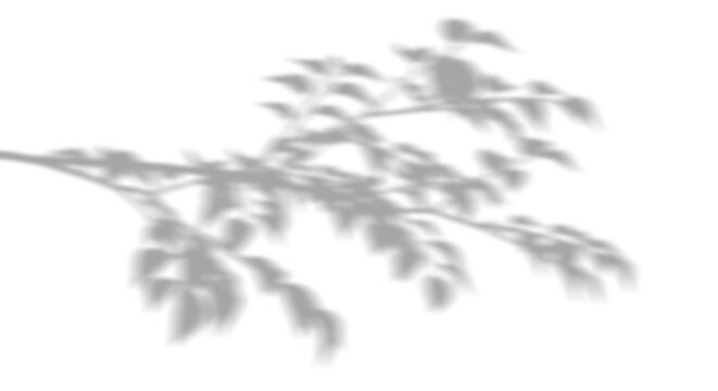 Tree branch shade shadow cutout transparent backgrounds 3d render png