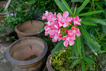 Pink flowers with long thin leaves grow in a clay pot at the city botanical garden.