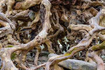 Exposed roots of a tree in stream at Wells Falls, Businessman's Lunch Falls, on Six Mile Creek Ithaca, NY.