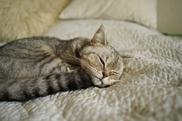 Portrait of a beautiful cat. Cute Cat Portrait. Happy Pet. Gray Scottish Straight cat sleeping.Home scene