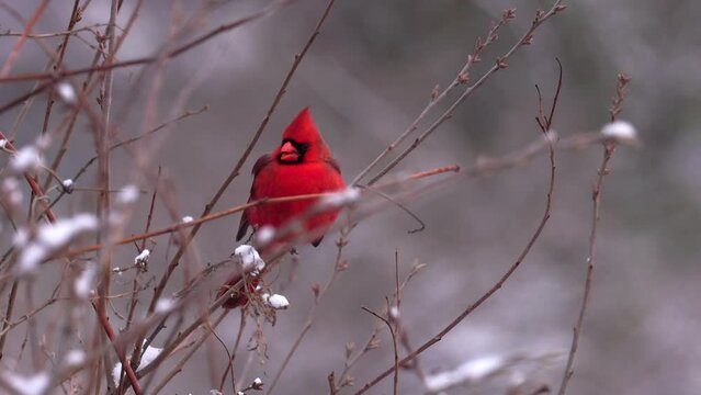 Male Cardinal Yawning