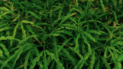 grass background