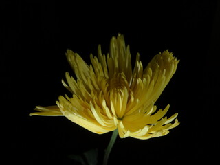 Flowers in the dark