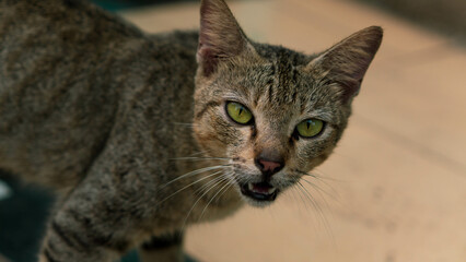 portrait of a cat