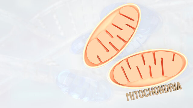 The Mitochondria for sci or health concept 3d rendering..