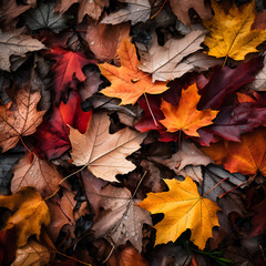 Naklejka na ściany i meble Autumn leaves lying on the floor