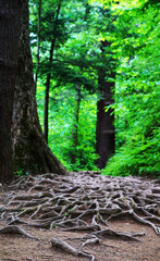 Greens trees forest in Great Smoky Mountains National Park. Clingmans Dome. Tennessee. Blue Ridge Mountains, North Carolina. Appalachian trails. Hiking. Good views. Asheville. West Virginia.      