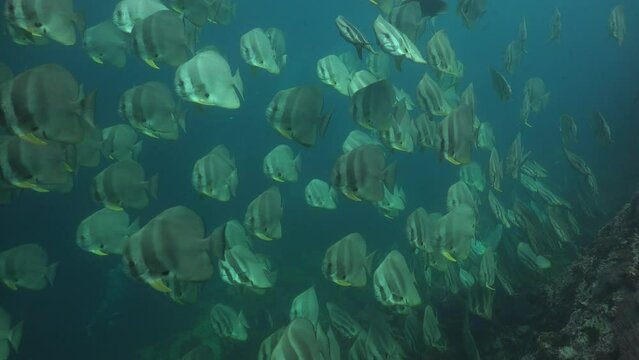 A school of batfish moves chaotically over the reef