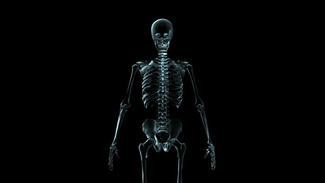 3D Medical Animation Of A Human Skeleton Rotating (Loop)