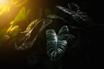 Dark green leaves. Jungle plant rainforest.