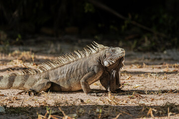 iguana on the tree