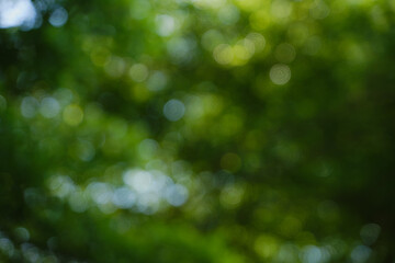 bokeh background of tree leaves