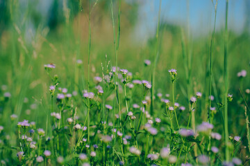 Flower field, meadow flowers in soft warm light. Autumn landscape blurry nature background.
