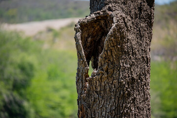 Obraz premium Old dry trunk of a tree on a green background with copy space.