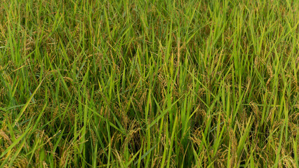 rice field at sunset