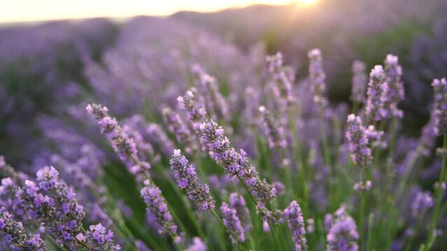 Lavandin field sunrise. Sunset illuminates the blooming fields of lavender. Slow motion, dof, close up. Picturesque view of the endless aromatic fields of lavender.