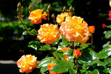 Vienna Austria - Rose garden - People's Garden - blooming rose flower bush