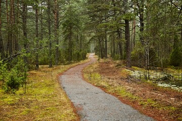 Fototapeta na wymiar Forest walking route