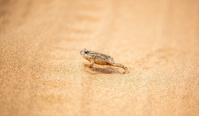 The frog sits on the sand on the shore of the lake. Beautiful wildlife landscape with place for text. The concept of protecting wildlife and ecology.