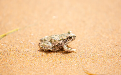 The frog sits on the sand on the shore of the lake. Beautiful wildlife landscape with place for text. The concept of protecting wildlife and ecology.