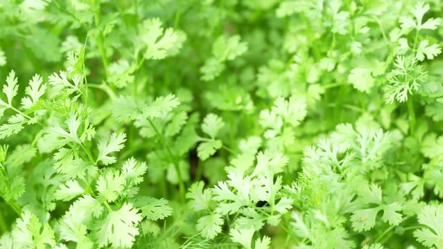 Coriander in the garden next to the house Grown without chemicals Eating is good for health.