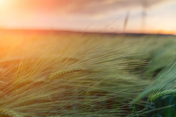 barley with spikes in field, back lit cereal crops plantation in sunset