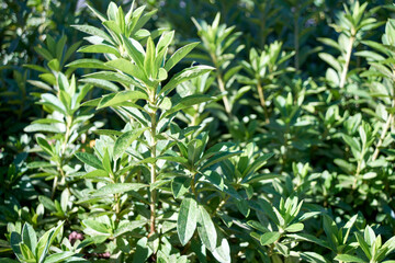 植え込みのツツジの葉が茂っている