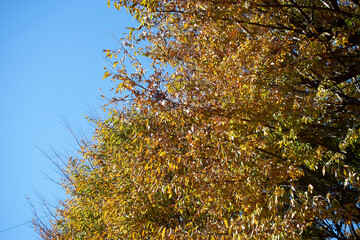 青空に映える紅葉