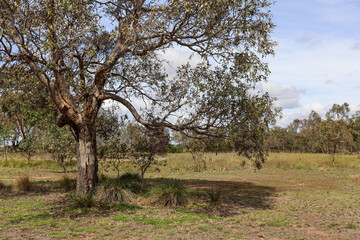 eucalyptus tree in australian grassland landscape