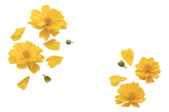 yellow flowers cosmos local flora arrangement flat lay postcard style 