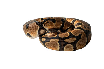 Ball phyton with a beautiful skin pattern