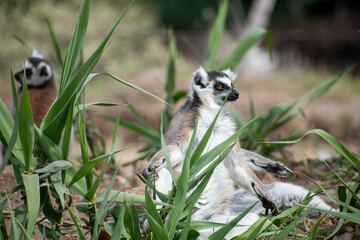 Ring tailed lemur (Lemur catta) sitting and resting