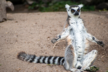 Ring tailed lemur (Lemur catta) sitting and resting © Karen Yomalli