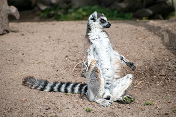 Ring tailed lemur (Lemur catta) sitting and resting © Karen Yomalli