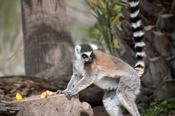 Ring tailed lemur (Lemur catta) sitting and resting