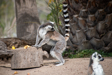 Ring tailed lemur (Lemur catta) sitting and resting