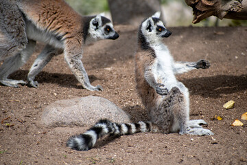 Fototapeta premium Ring tailed lemur (Lemur catta) sitting and resting