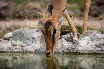 Close up of a female impala drinking water in the nature