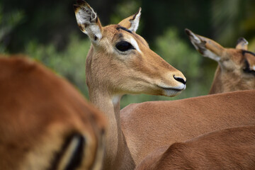 A horizontal close up of a female black faced impala in a Safari