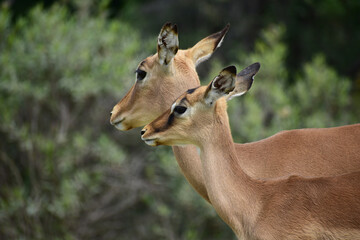 A horizontal close up of a female black faced impala in a Safari