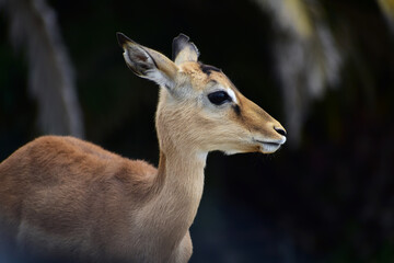 A horizontal close up of a female black faced impala in a Safari