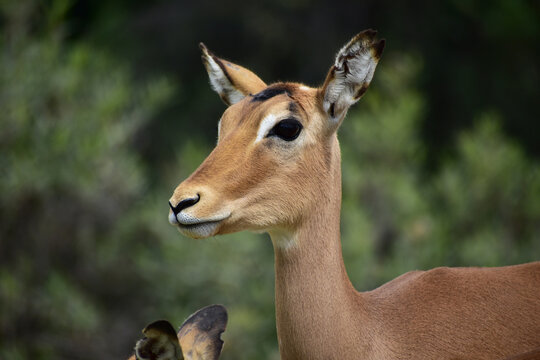 A horizontal close up of a female black faced impala in a Safari