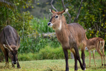 Naklejka na ściany i meble Female Waterbuck kobus (Kobus ellipsiprymnus defassa) stands in short grass in a safari