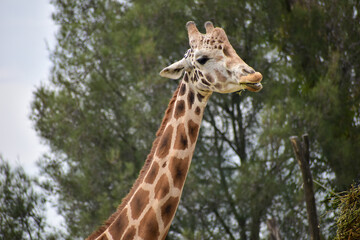 Close up of giraffe eating from bush in a Safari