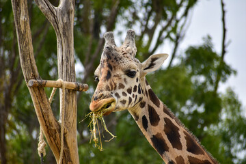 Close up of giraffe eating from bush in a Safari