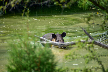 A tapir walking in a safari in Mexico. Close-up portrait of baird's tapir, Tapirus bairdii, in green vegetation. 