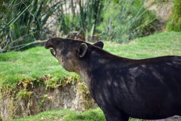 Fototapeta na wymiar A tapir walking in a safari in Mexico. Close-up portrait of baird's tapir, Tapirus bairdii, in green vegetation. 