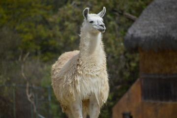 White llama standing. Close up